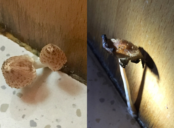 墙角的地板长出了蘑菇,网友:可以吃新鲜的,不要浪费