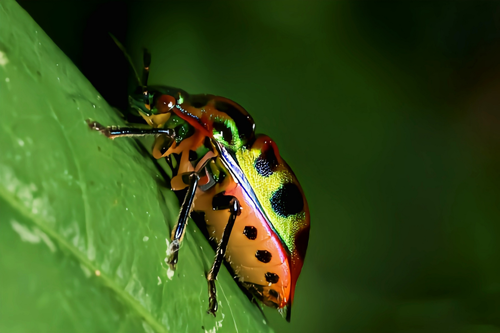 每天认识一种昆虫——紫丽盾蝽 紫丽盾蝽别名宝石虫,金属盾虫,是