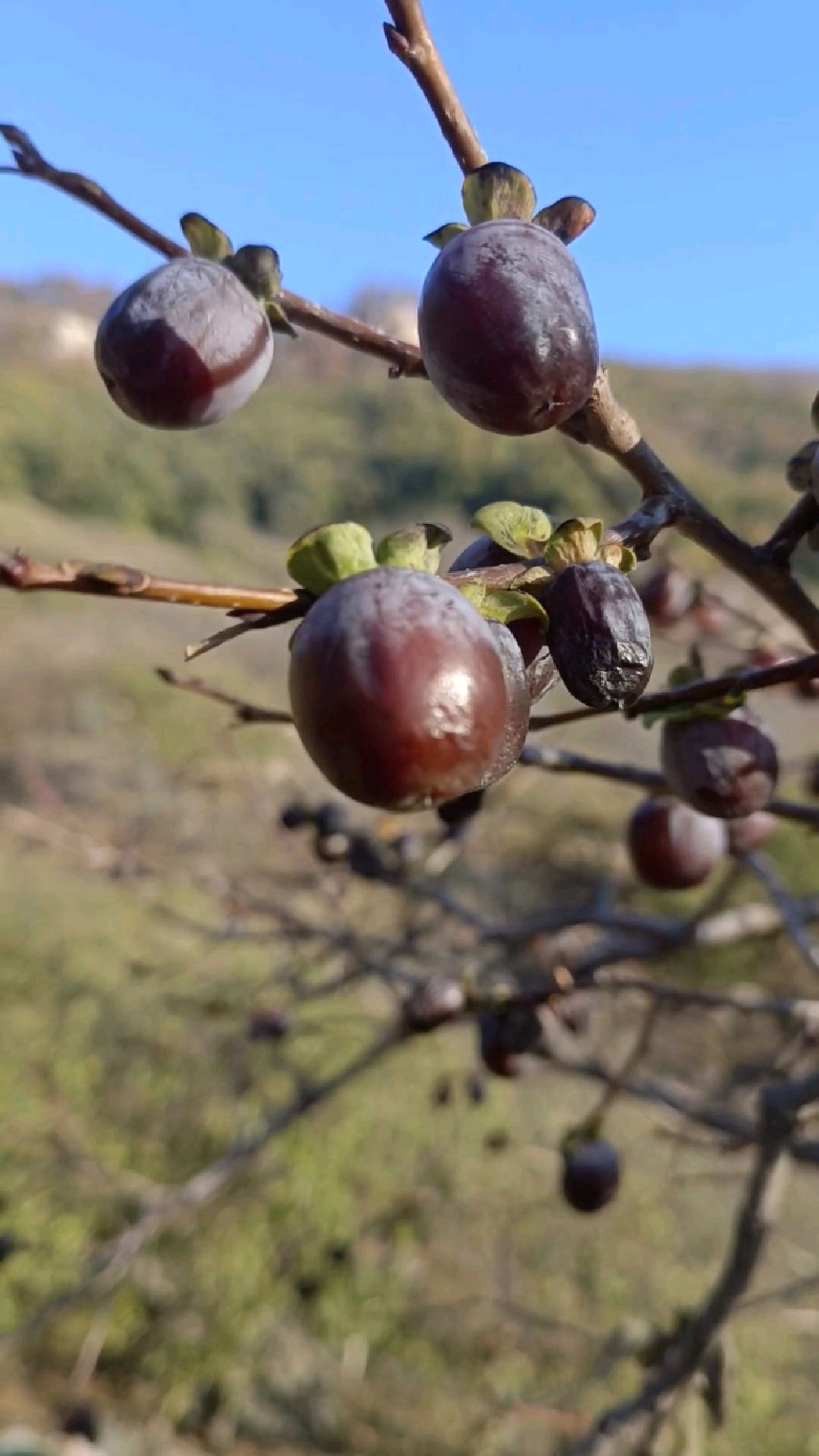 泰山软枣,学名君迁子,柿科柿属乔木,山中常见野果,又名牛奶柿,野柿子.