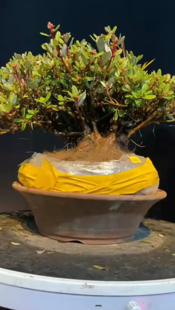 高山米叶杜鹃花