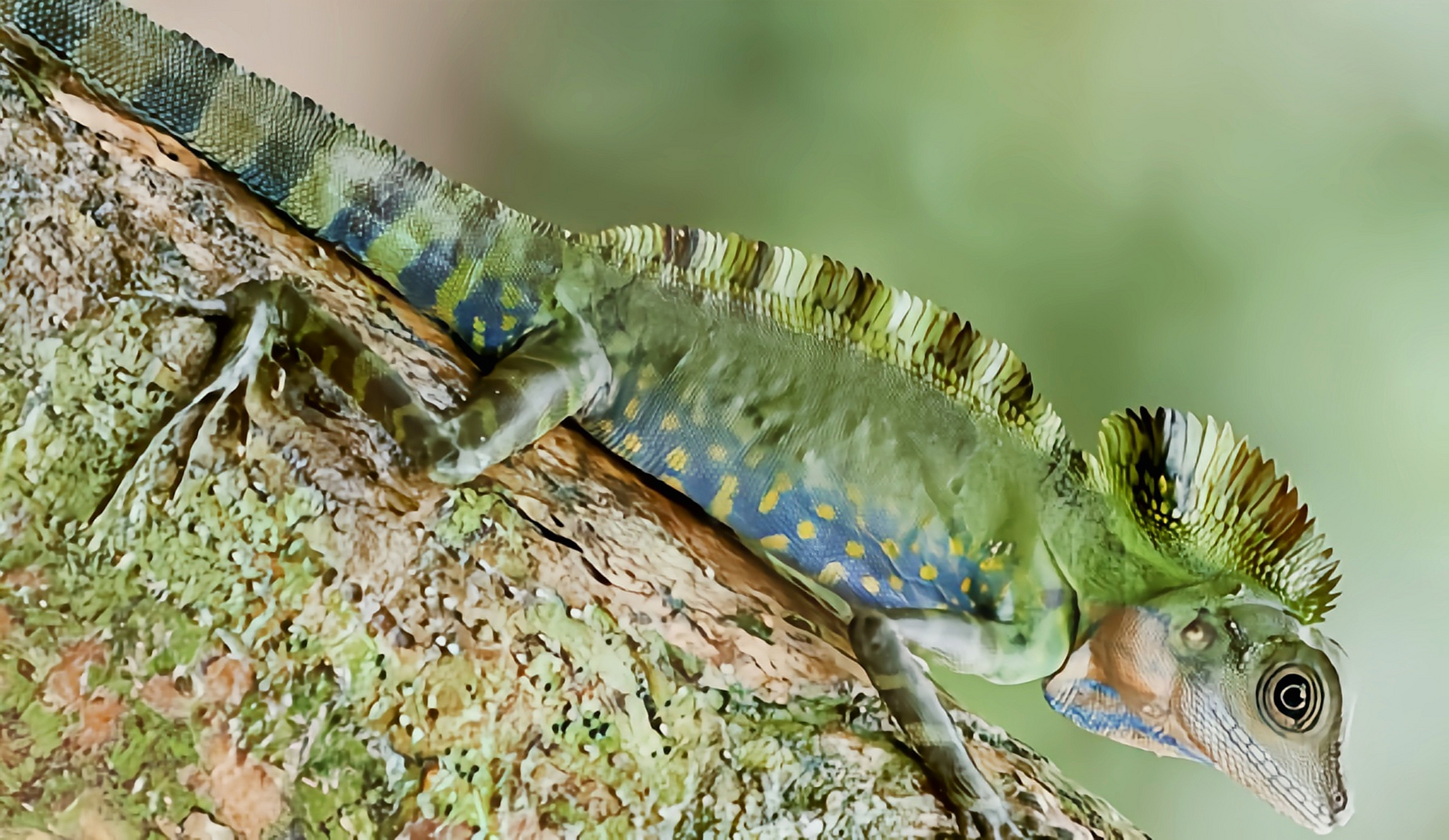 每天认识一种动物——火冠蜥 火冠蜥原产于亚洲东南部,泰国,马来西亚