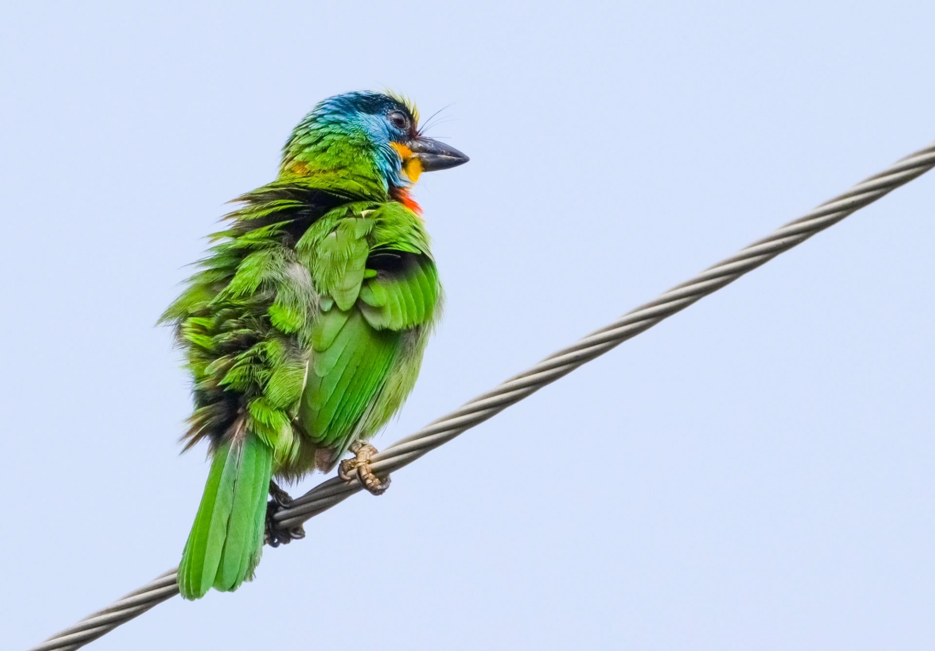 五色鸟,属于我国宝岛台湾特有品种,该鸟体型壮硕,头颈间有黄,蓝,红,黑