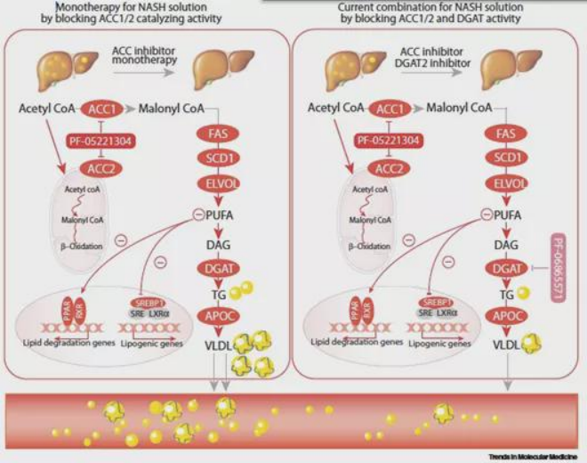 武汉大学李红良教授受邀解析脂肪肝炎药物研发难题及未来发展之路