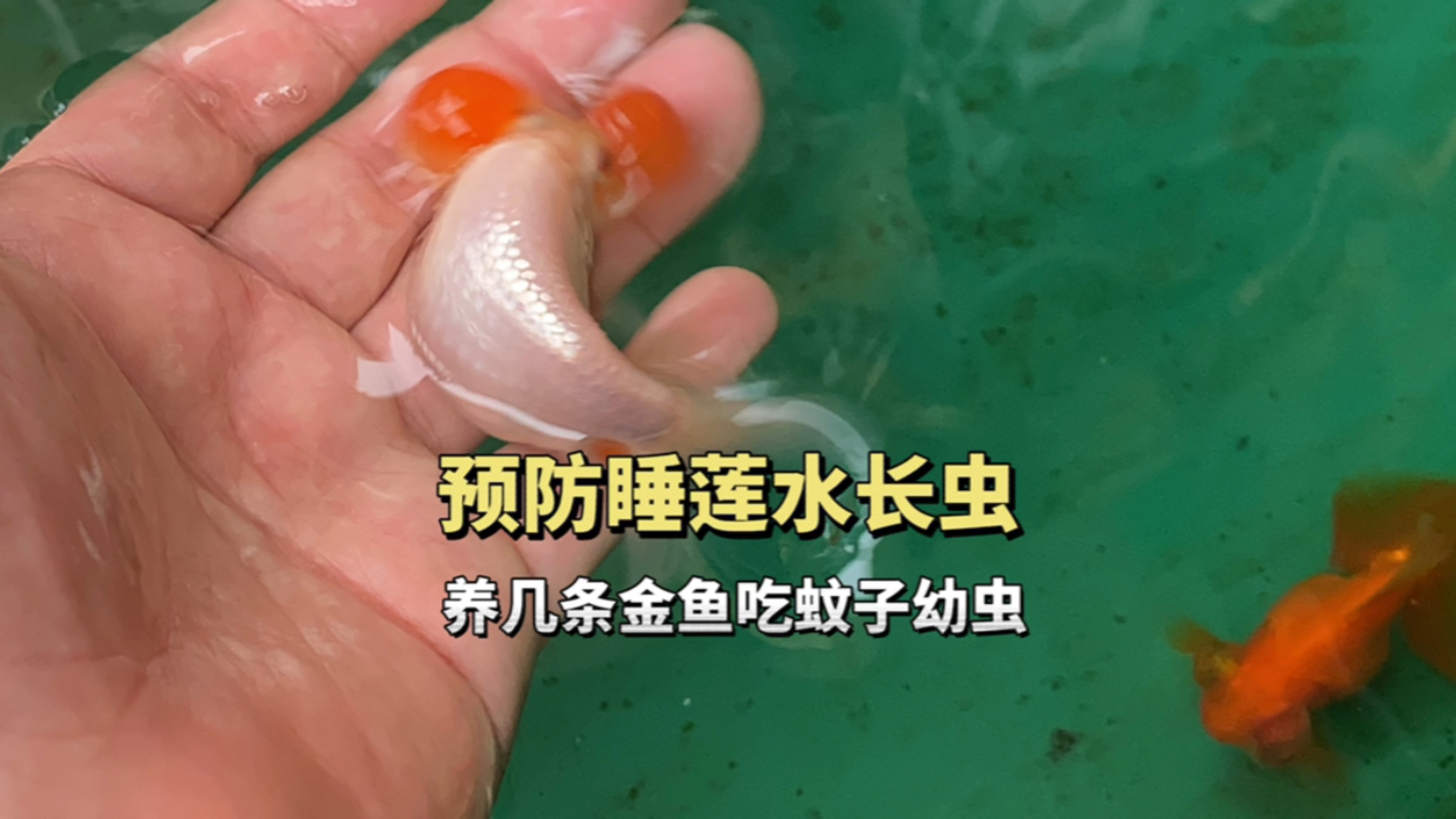 预防睡莲有长虫,随便养几条金鱼在水里