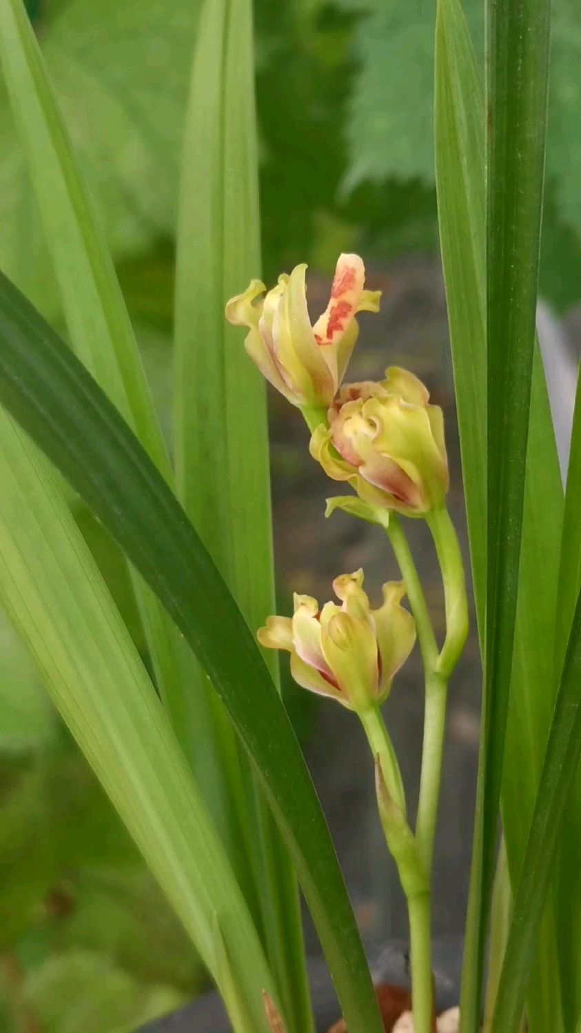 建兰大白菜,又名彩云追月