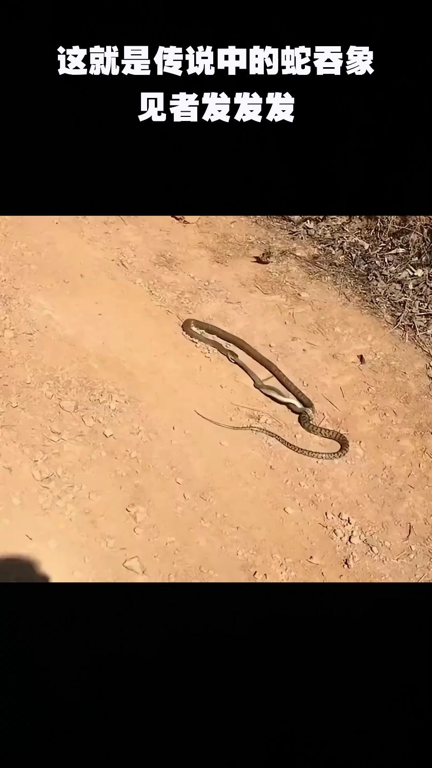这就是传说中的蛇吞象,见者发发发.