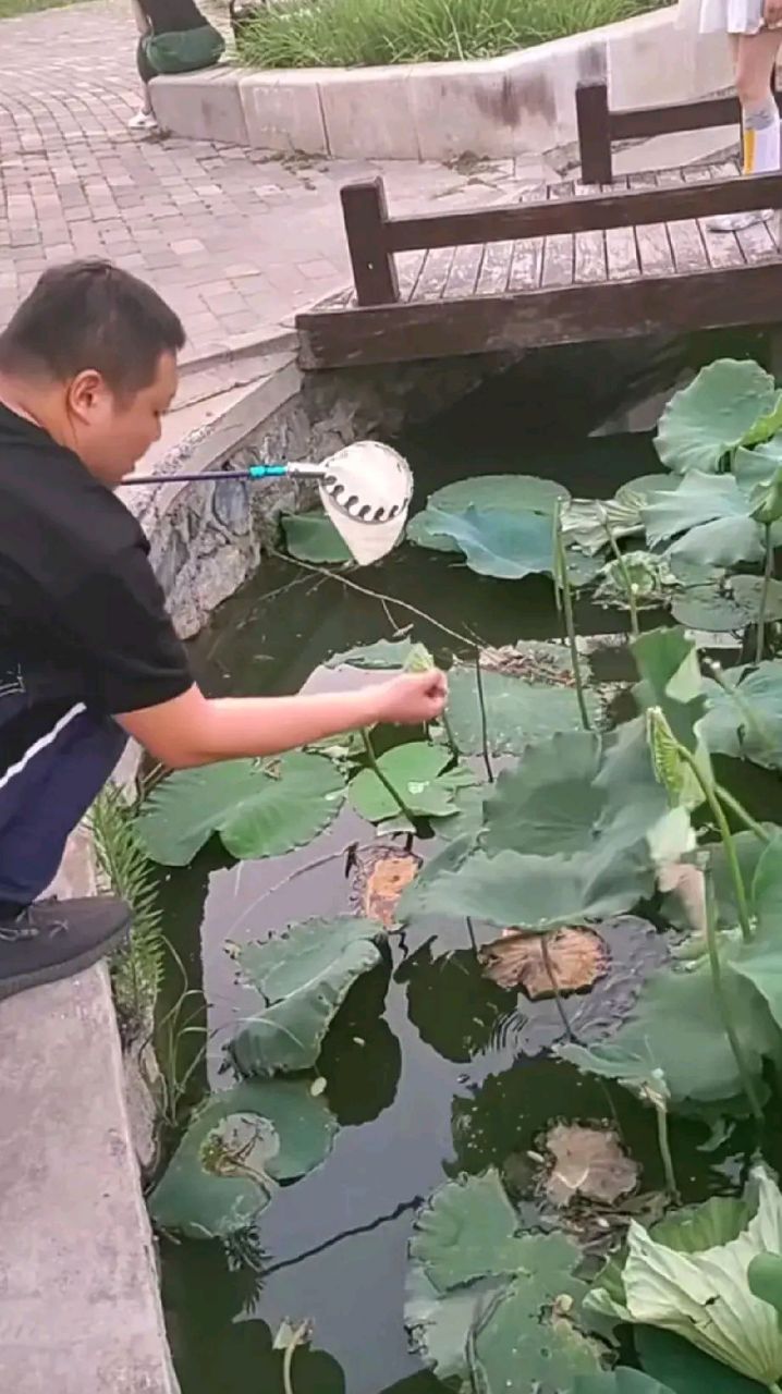 最近,在天津南翠屏公园的小湖里,荷叶莲莲甚是好看,莲蓬也立起了