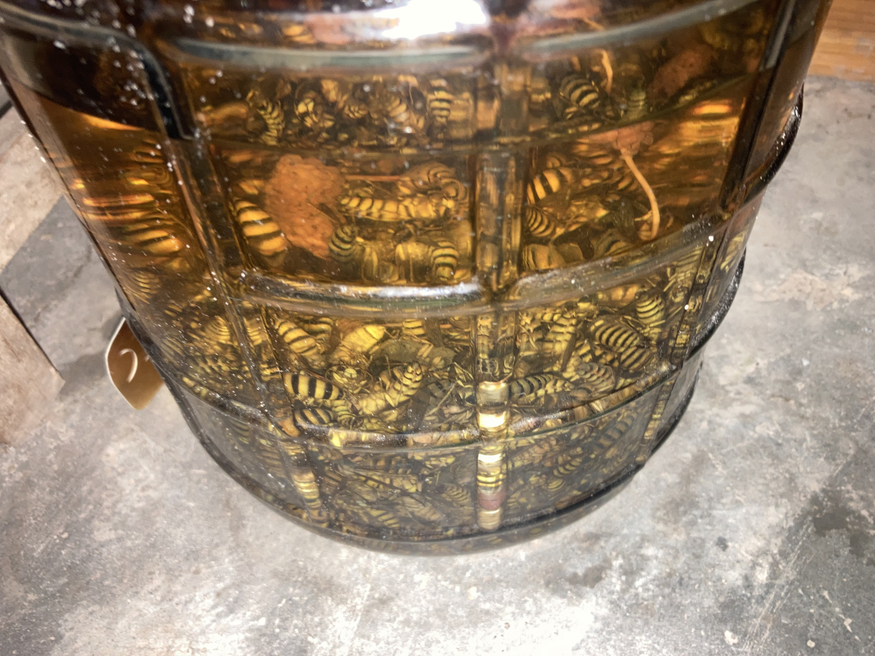 每天喝黄蜂酒,强身还能补肾祛湿,是公的换成你你不喝吗?