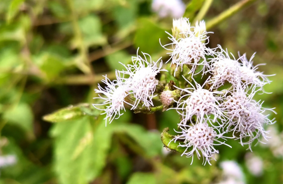 飞机草养殖方法和注意事项:外来入侵物种,恶性有毒杂草