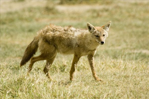 没食物缺奶水,母狼主动将小狼崽送给人类抚养,母子分离泪流满面