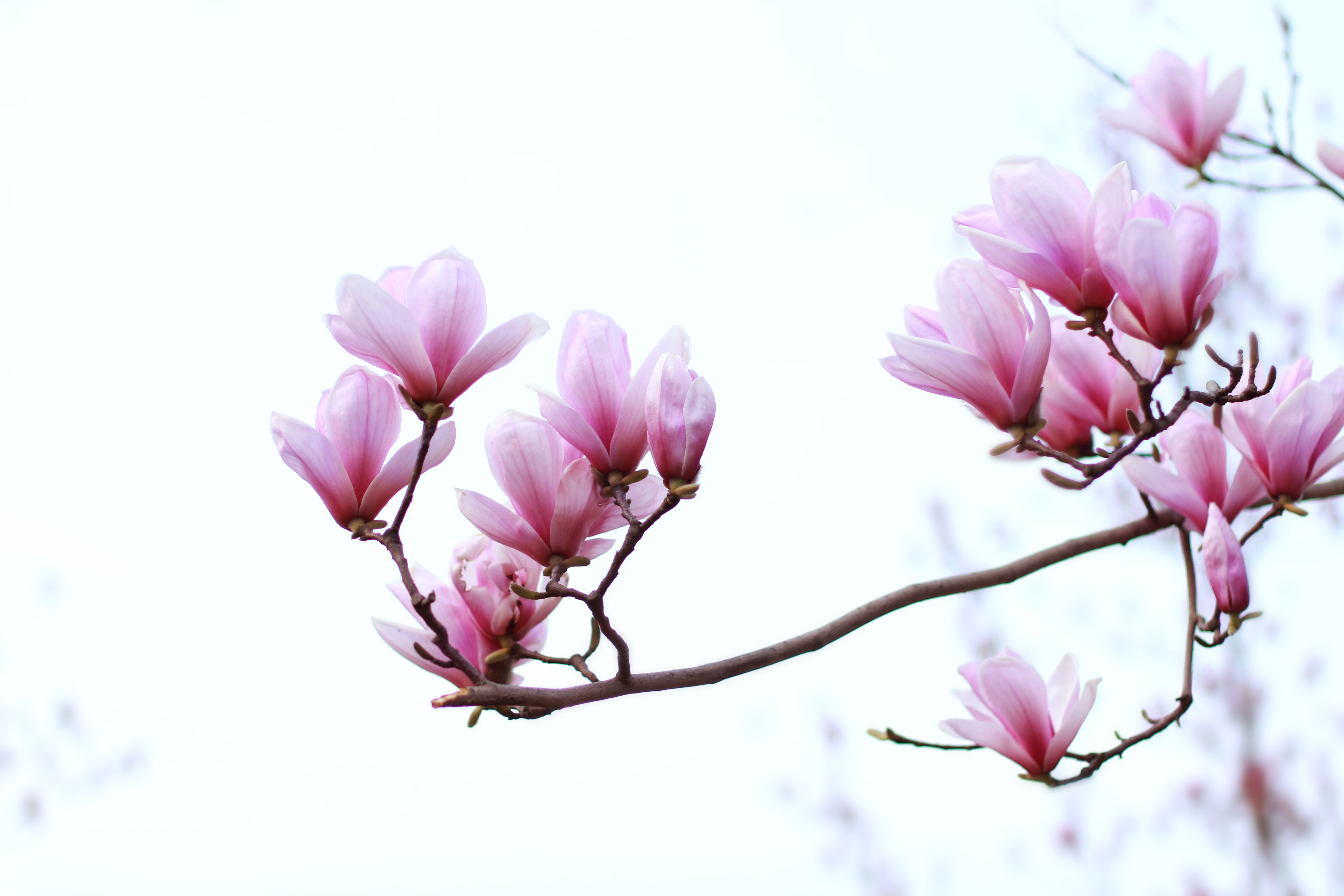 分享图片——紫玉兰花