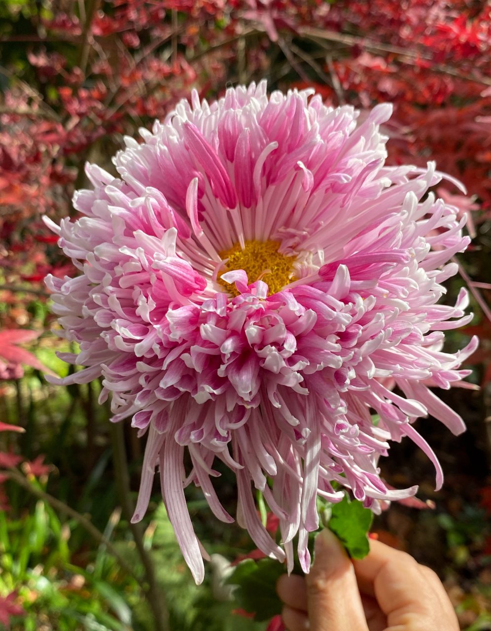 灰鹤展翅,花至末期的惊喜 菊花爆满山花.#一人一句为考研加油