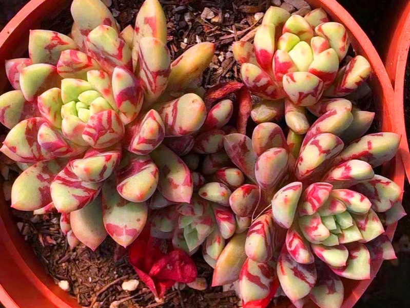 带有血斑的多肉血滴子,只是看着挺贵,其实普货价就能买到好品相