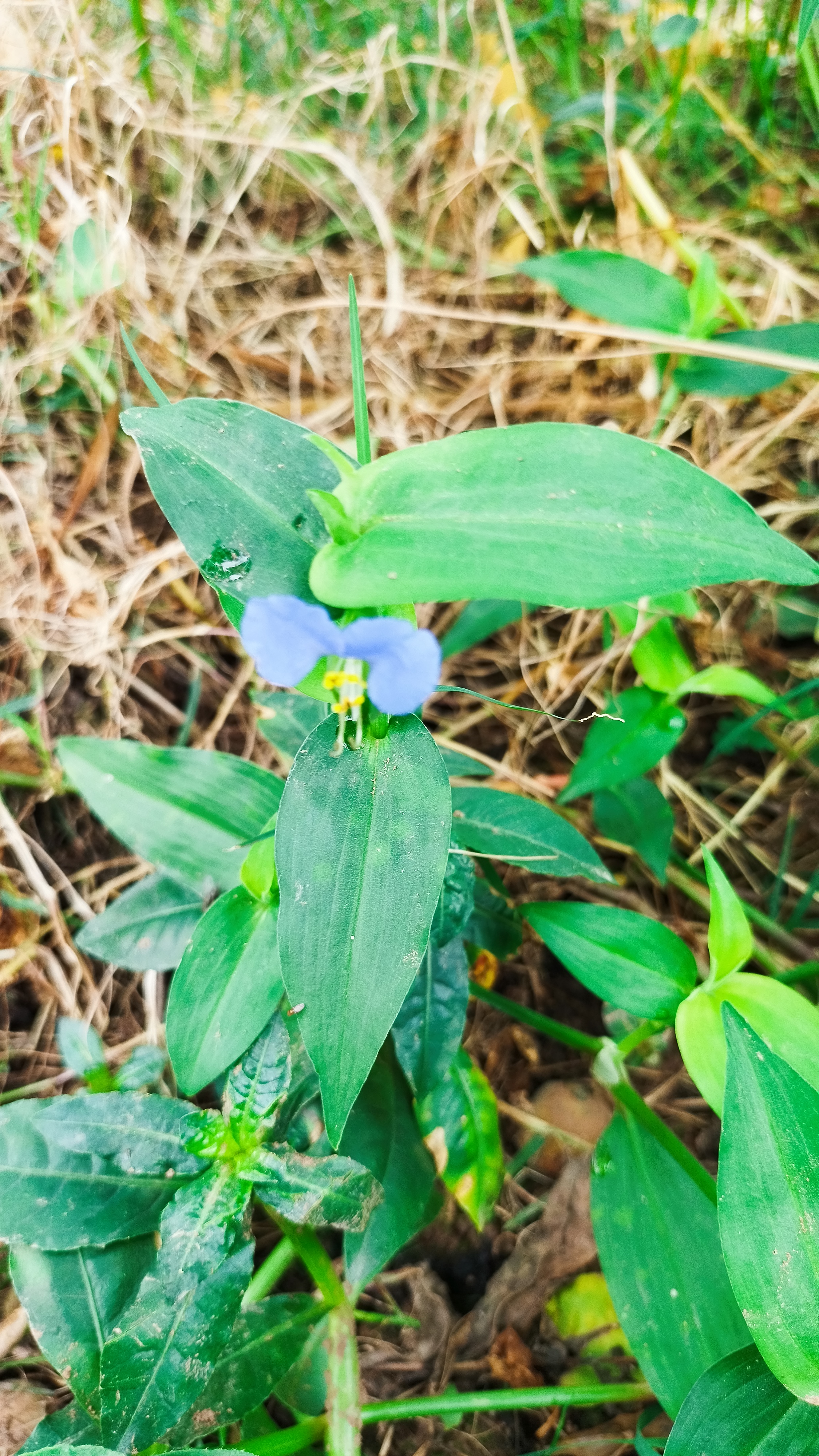 鸭脚板野菜学名图片