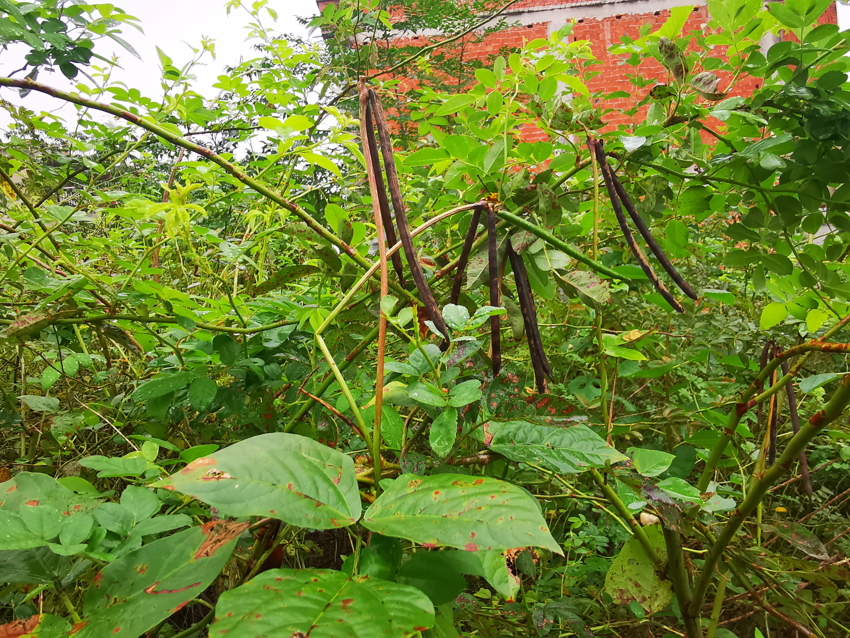 野生豇豆植物图片大全图片