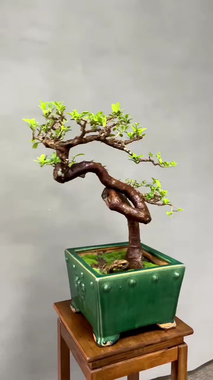 东风桔 年功老盆景 一寸三弯 根盘漂亮 岭南刀法