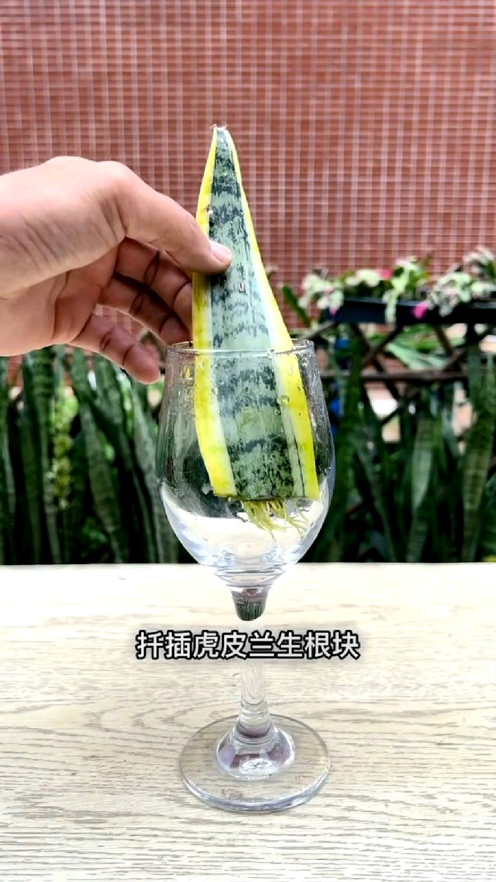 记住这一招扦插虎皮兰生根超级快