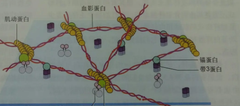 骨髓源性抑制细胞(mdsc)膜包被氧化铁磁性纳米颗粒(mnp@mdsc)