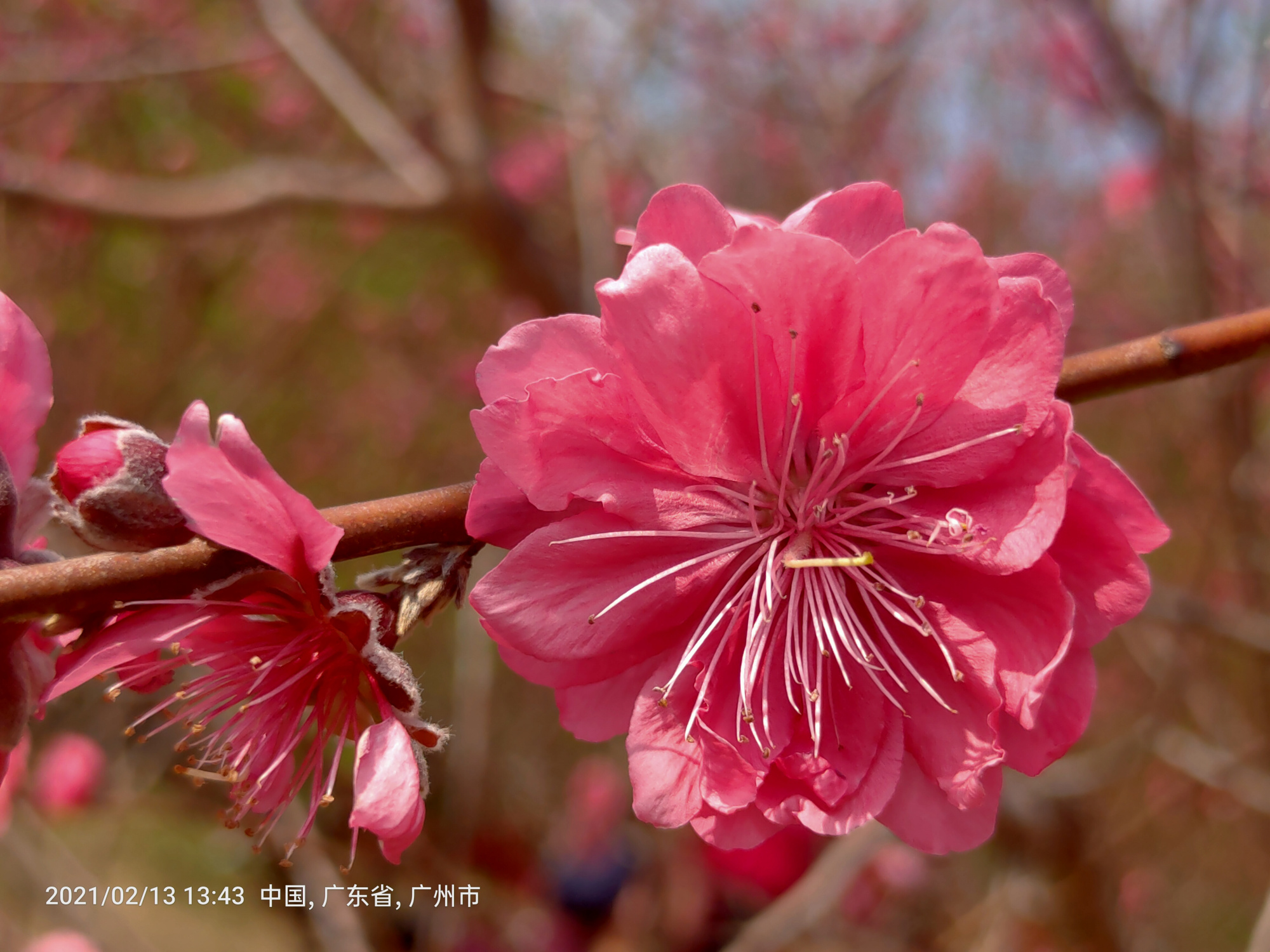 人面桃花相映紅,桃花依舊笑春風