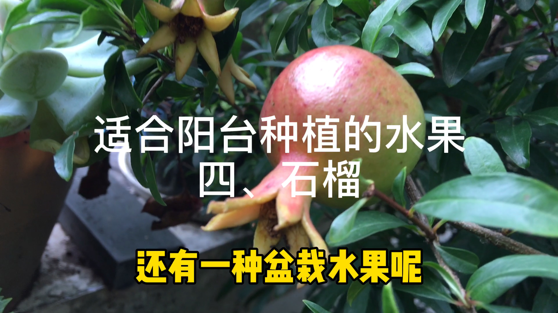 阳台种什么蔬菜水果好,这4种,种了就疯长,果子多