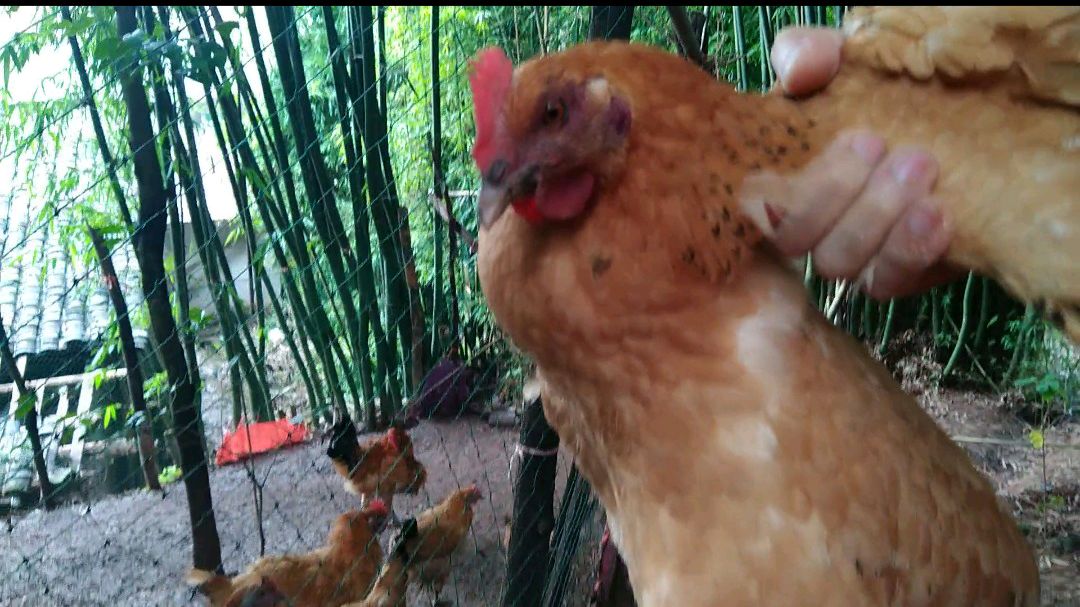 四川土鸡品种青脚麻鸡,养殖创业好项目,四个月长到四斤快出笼啦