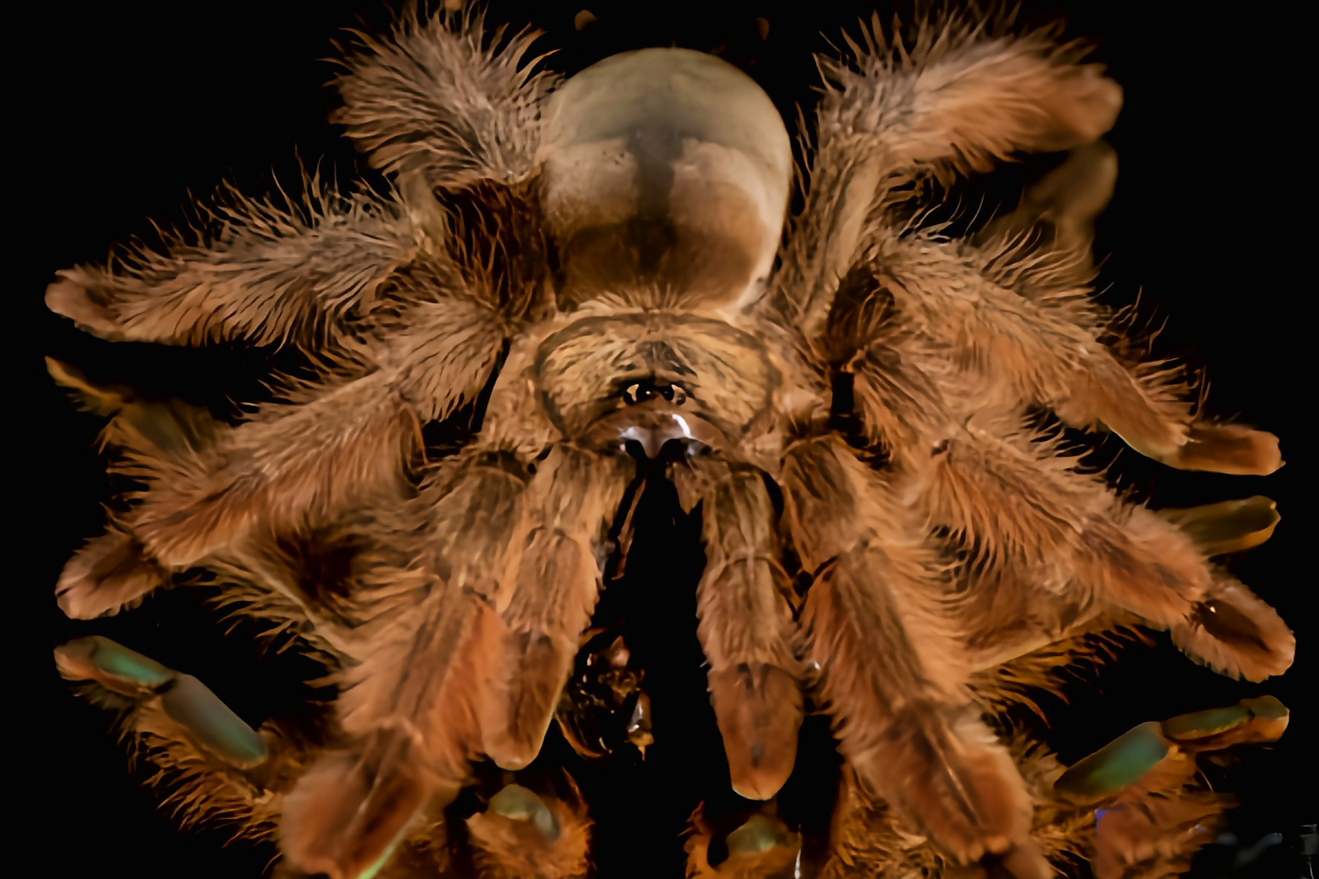 每天认识一种动物——巴拿马黄金蛛 巴拿马黄金蛛别名