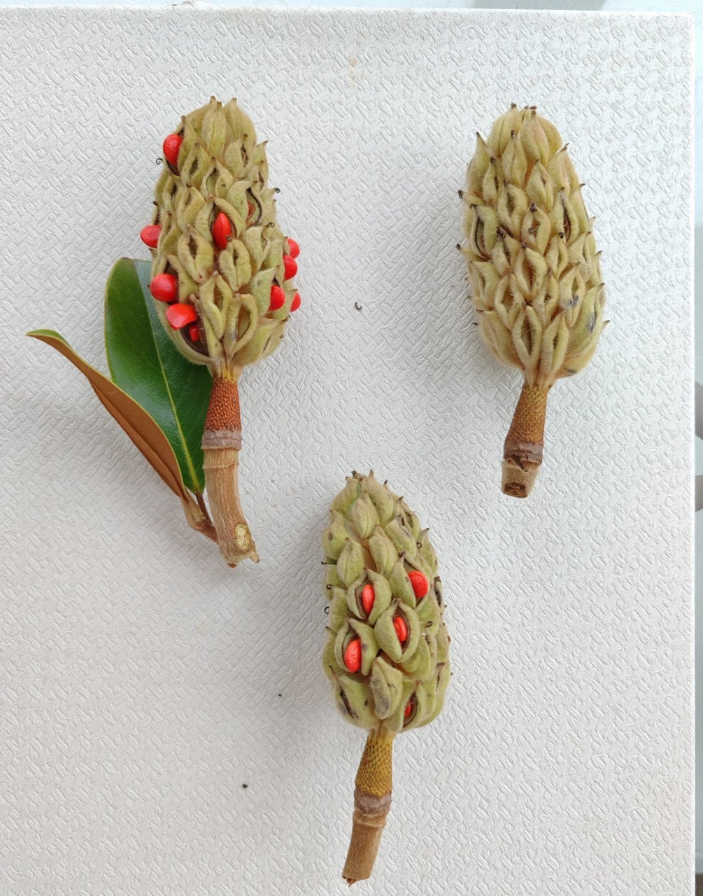 一起发现生活中的美～广玉兰的蓇葖果