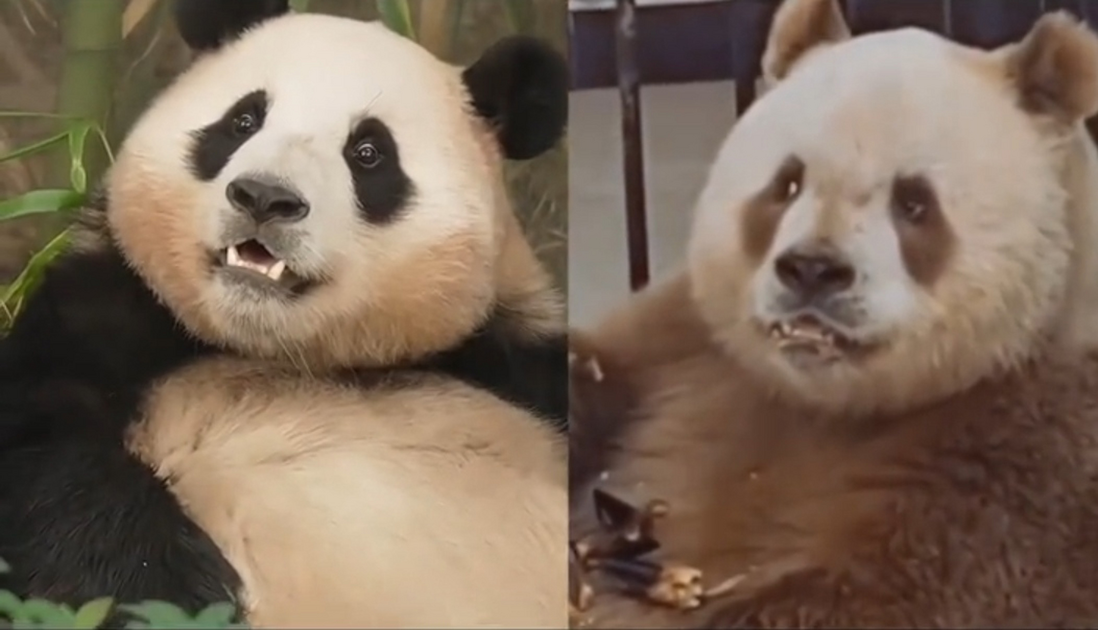 话说福宝是继承了七仔的八百个心眼子了吗[大笑][大笑][大笑]