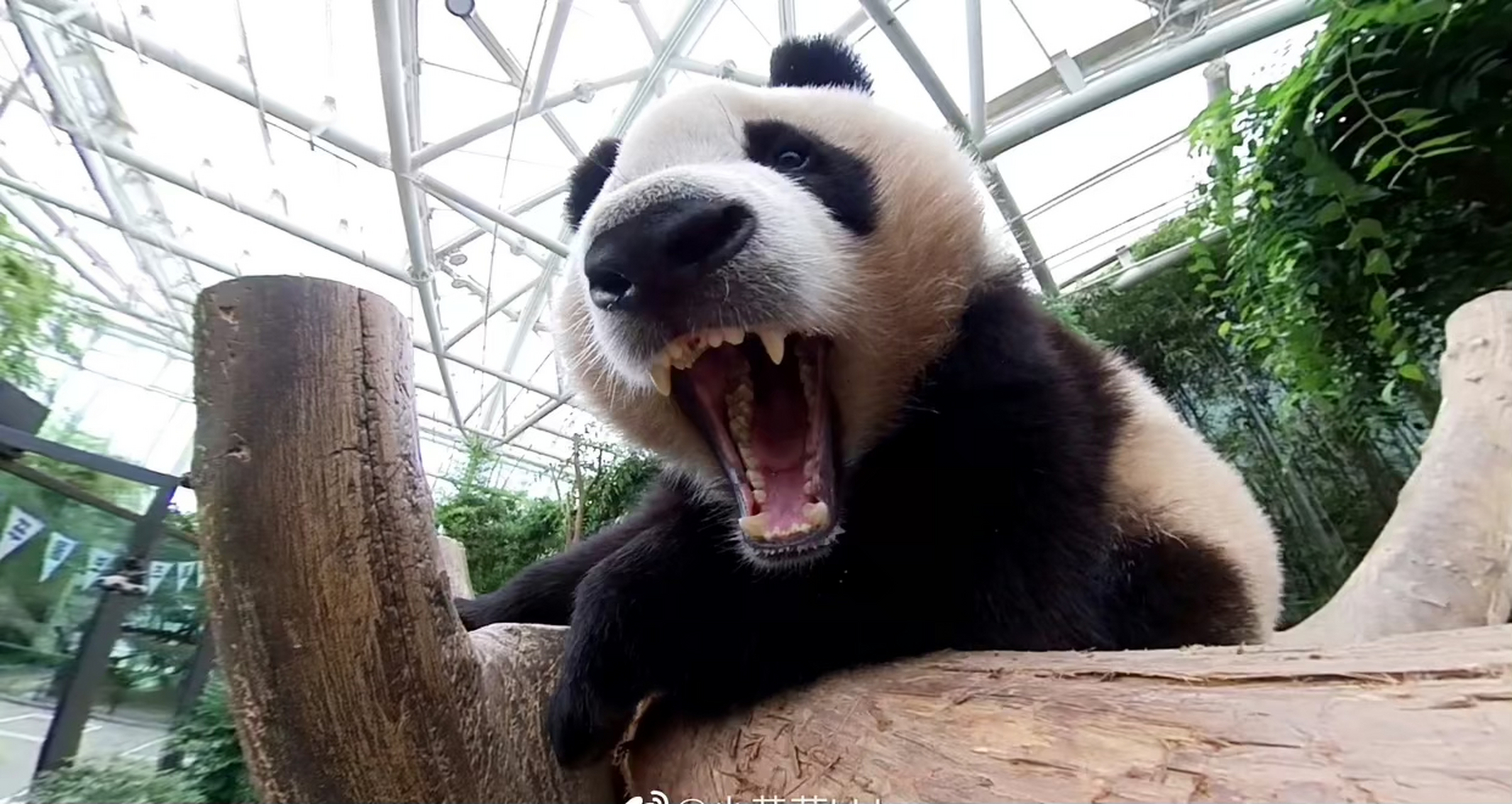 宋宝,独一无二的刁钻拍照技术,快把福宝拍成外星猫了