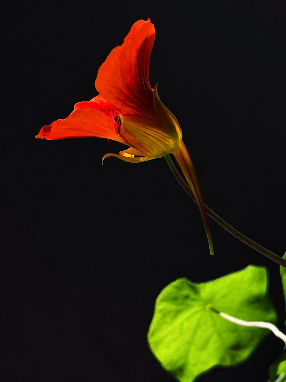 当花儿黑屏的时候,天,她好像在走秀[偷笑][偷笑]