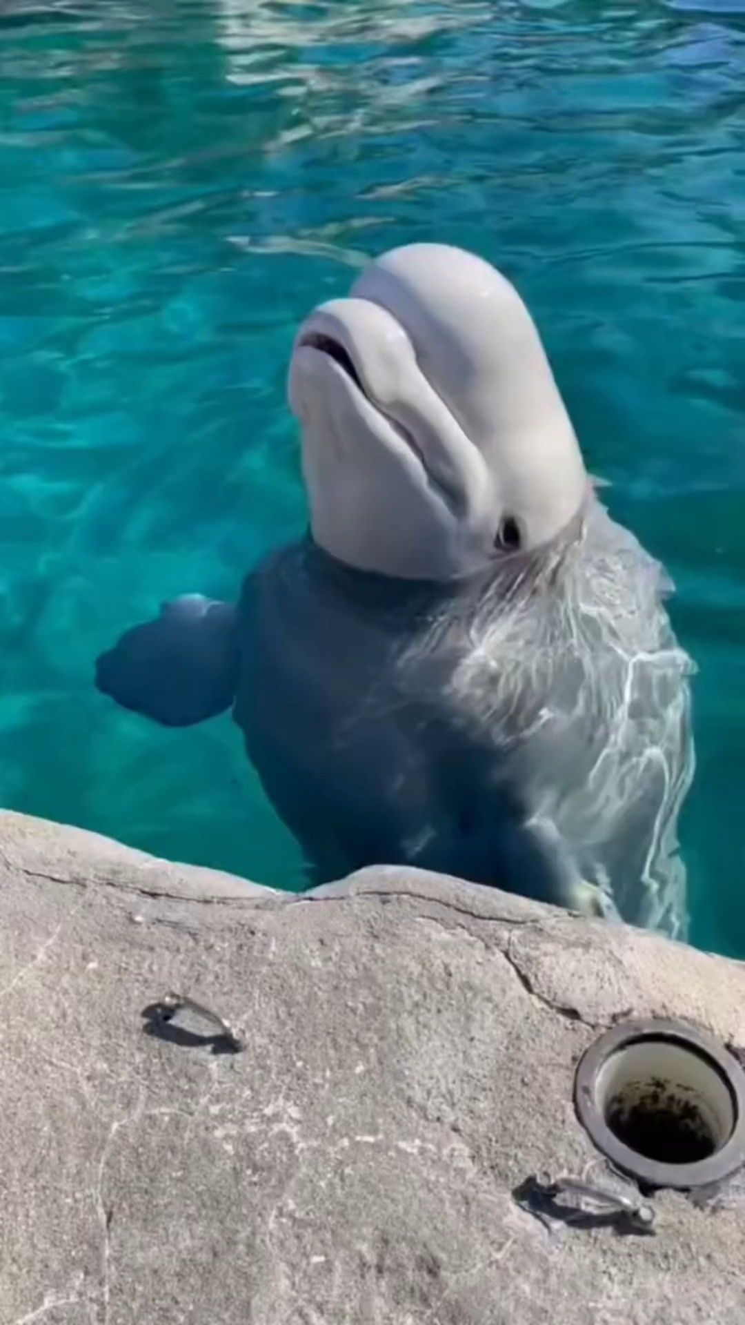 海豚有着和寿星佬同款的脑门