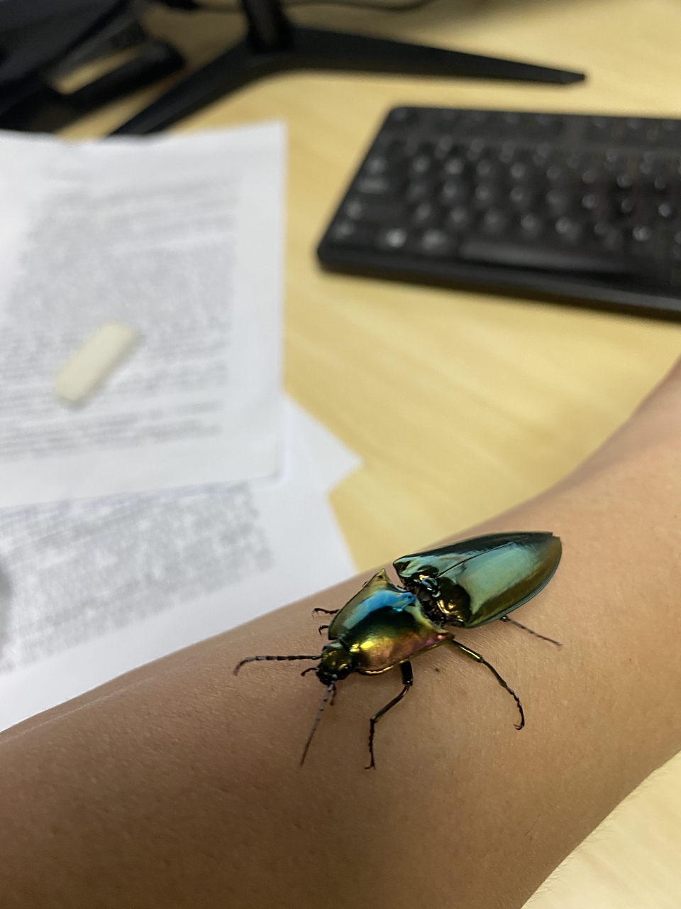 今天收了一丽叩甲和绿宝石金龟各一只!