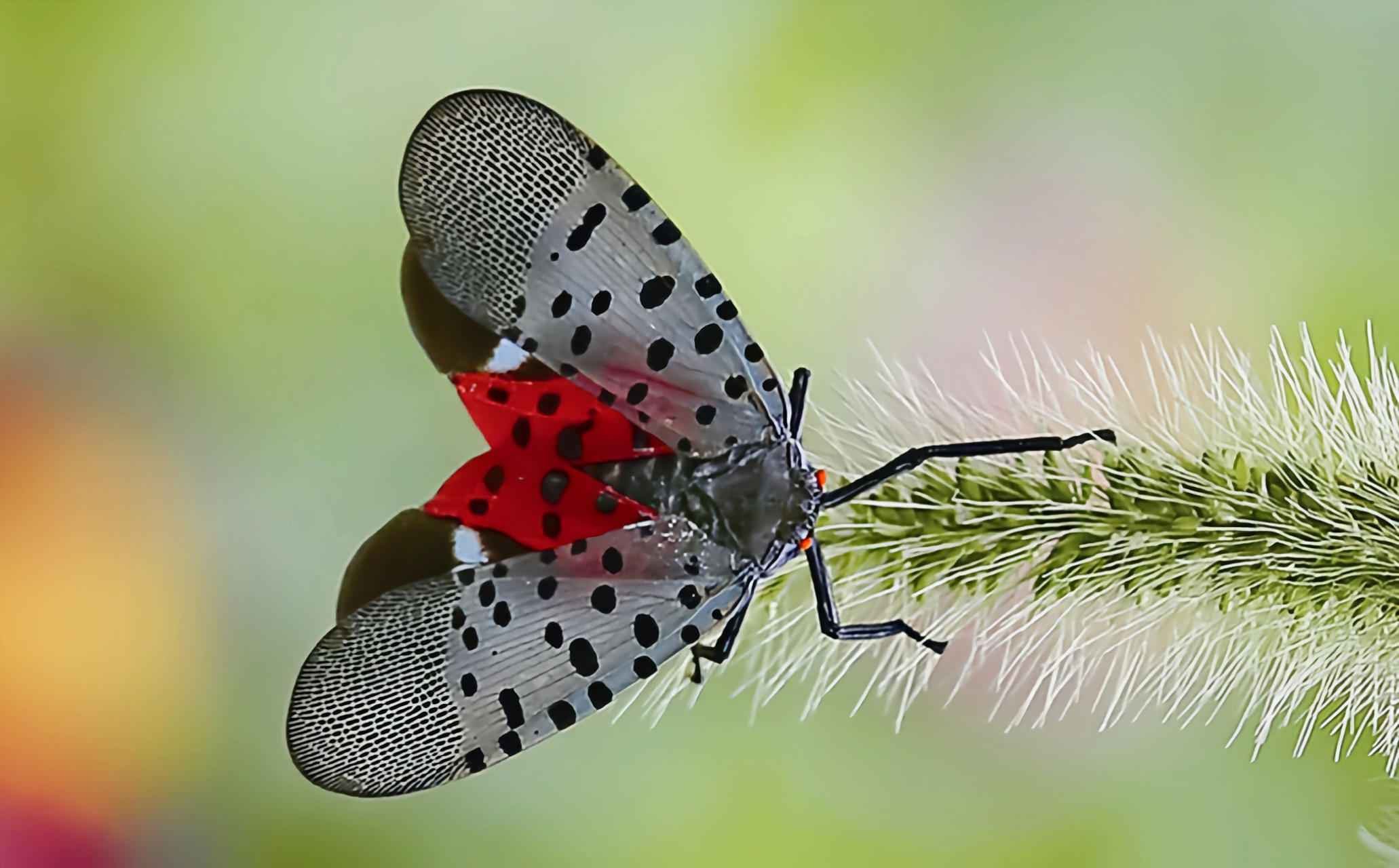 斑衣蜡蝉又名花蹦蹦,灰花蛾,同翅目蜡蝉科昆虫