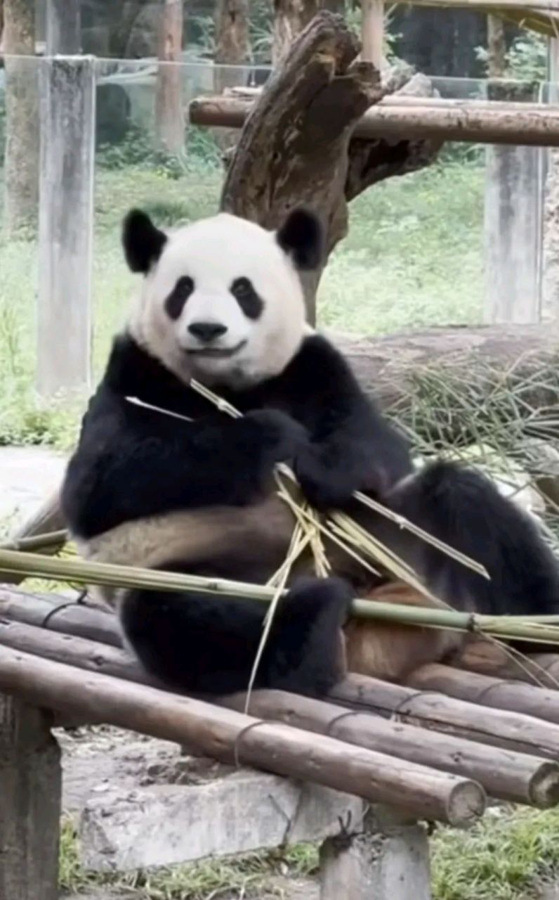 二顺就是重庆小熊猫双胞胎渝可渝爱的妈妈,二顺2013年3月远赴加拿大