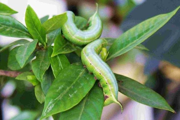 人家叫我猪儿虫啥意思 为什么别人要叫我猪儿虫  第1张