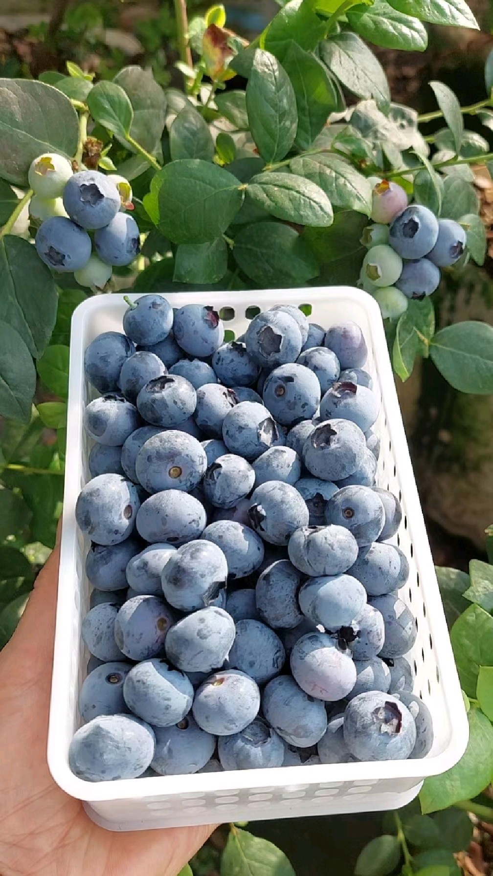 南高丛品种串果蓝莓,法新蓝莓苗出圃中!-度小视