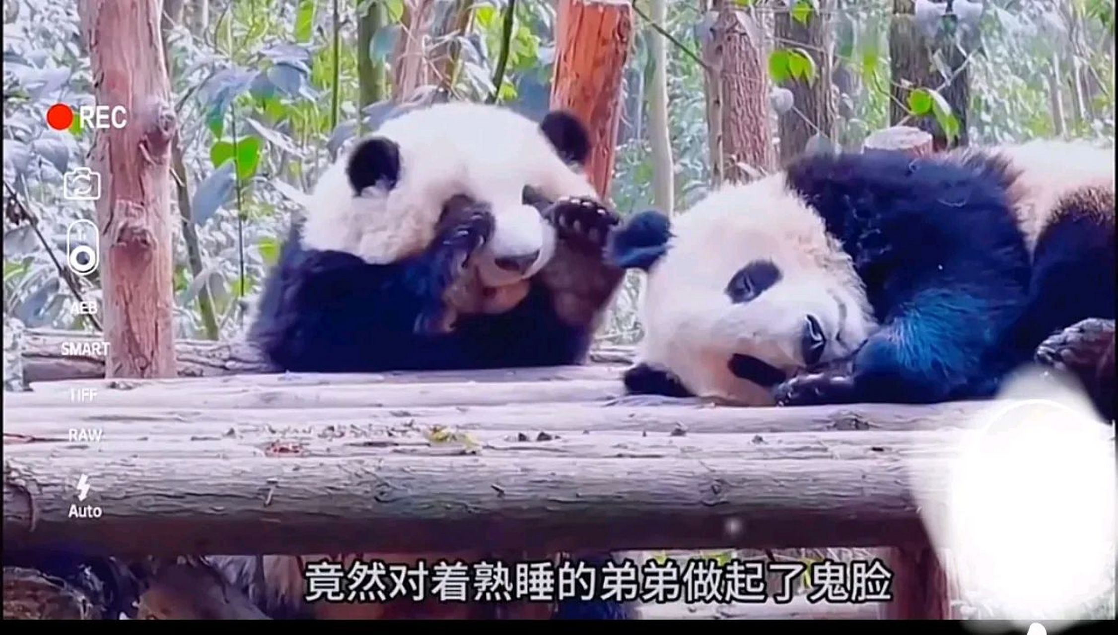 花花对着熟睡的弟弟做鬼脸04这也太萌了吧.