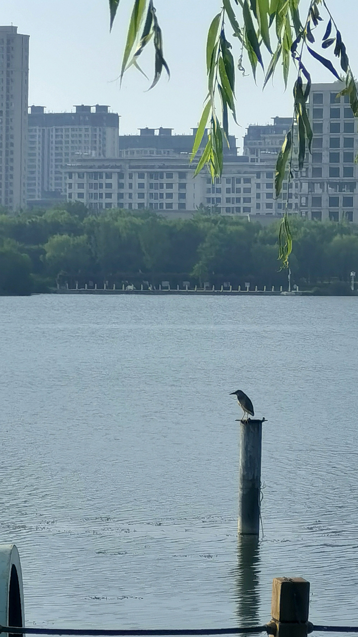 唐山惠丰湖的鸟是越来越多,生态好了,边遛弯就能随手拍到可爱的小鸟