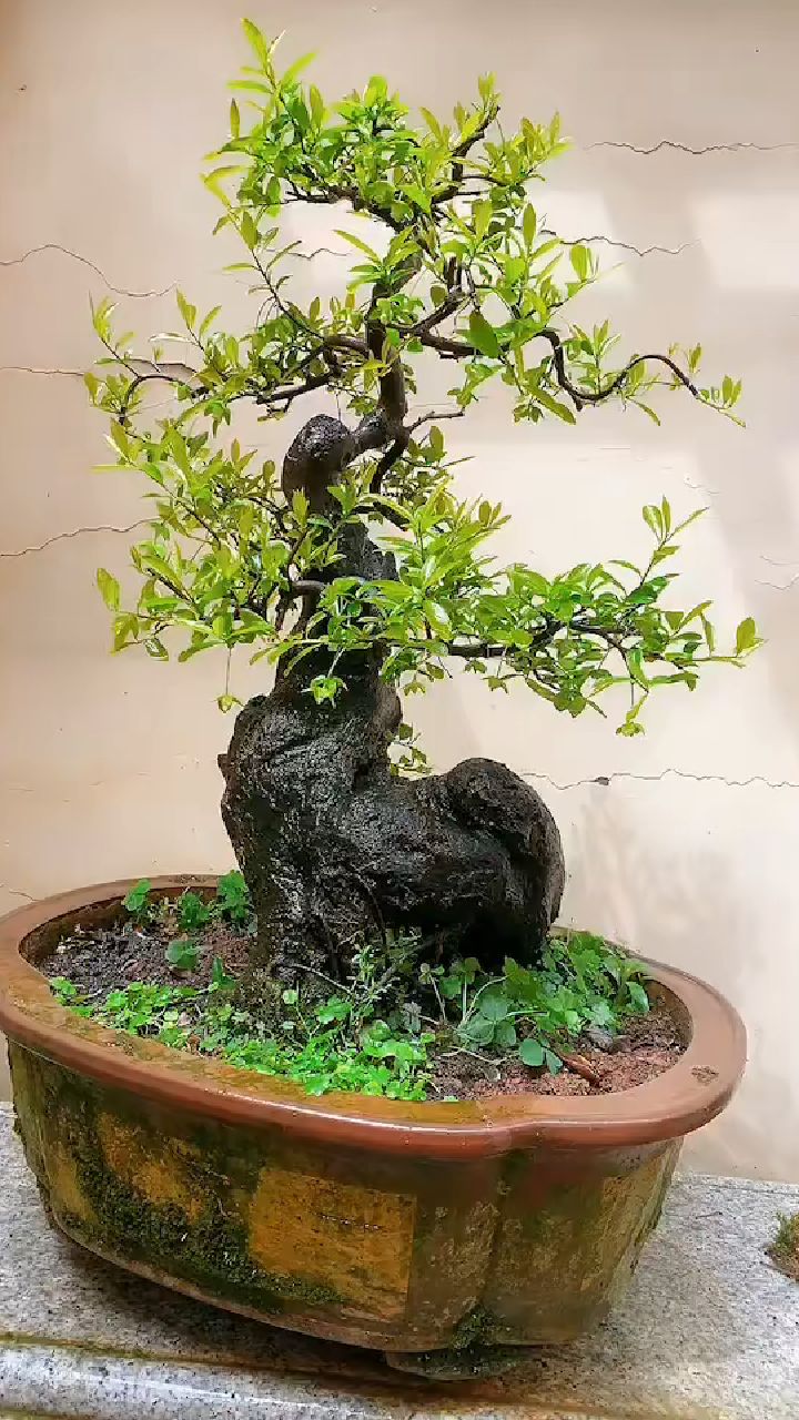 水晶红葫芦金弹子