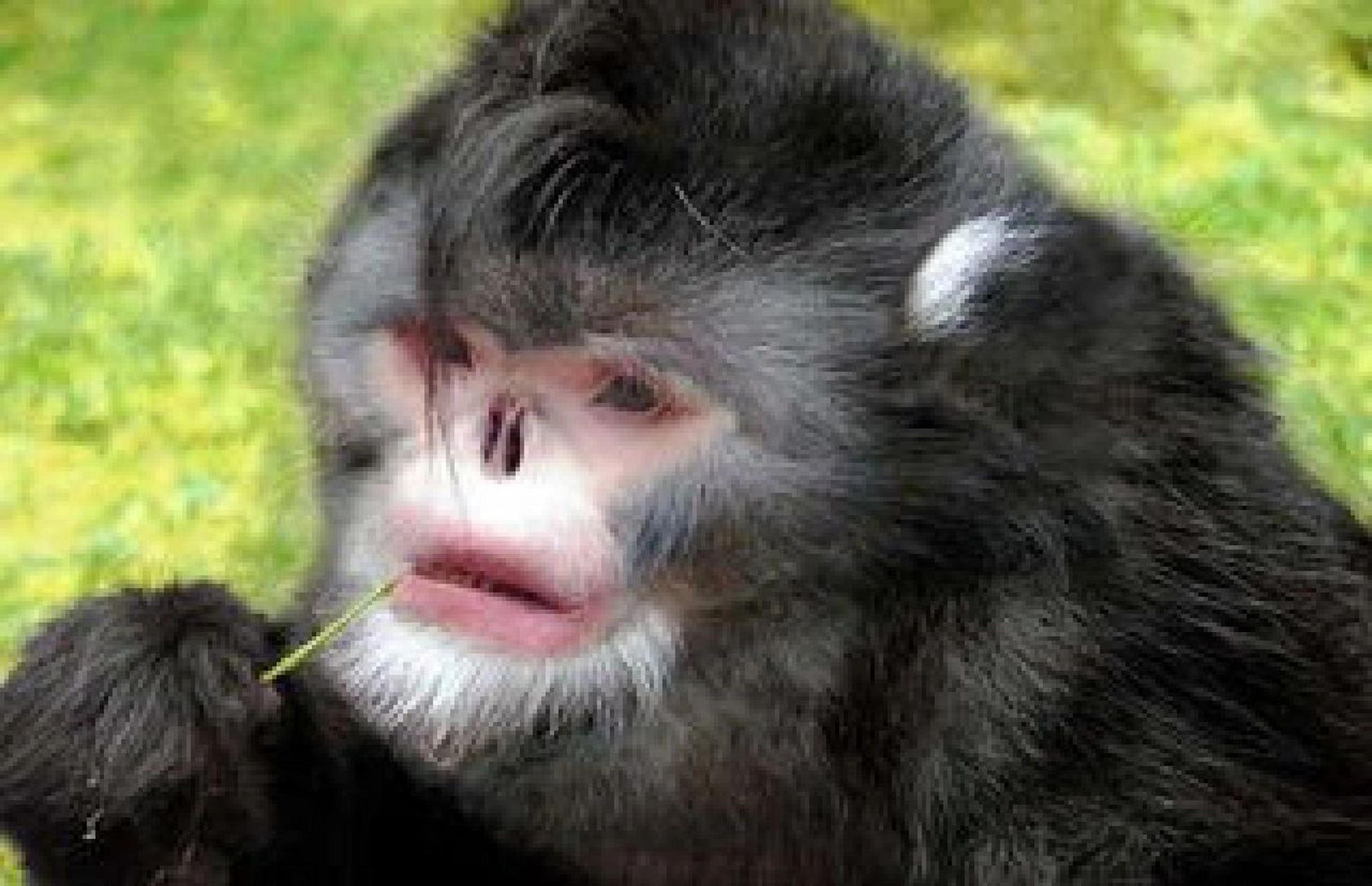 怒江金丝猴,全身毛发只有脸部,胸部和会阴部呈白色,其他部分都是黑色