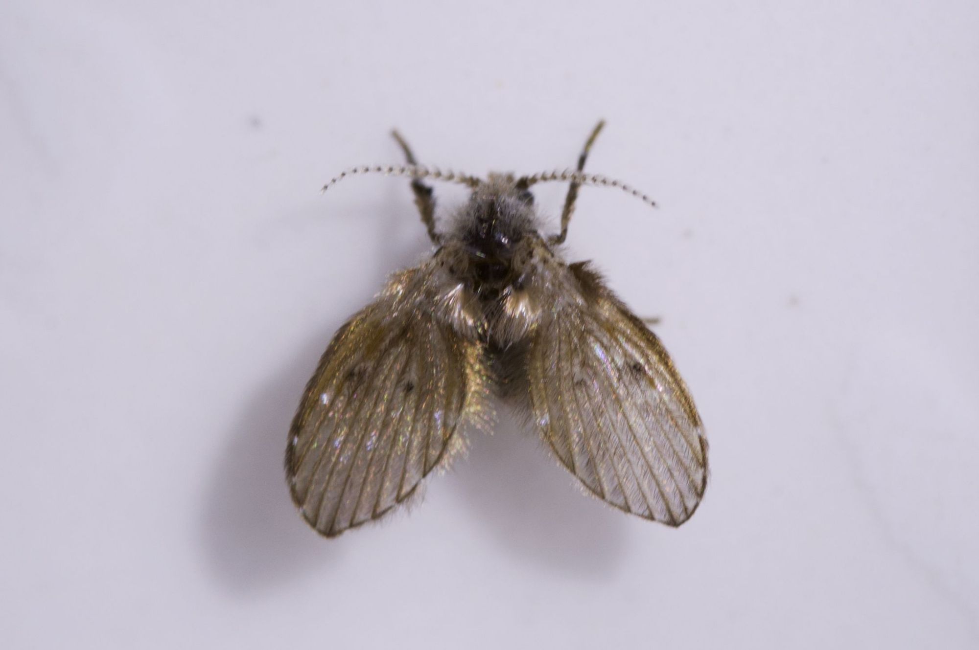 外形像蝉又像蛾的一种小飞虫