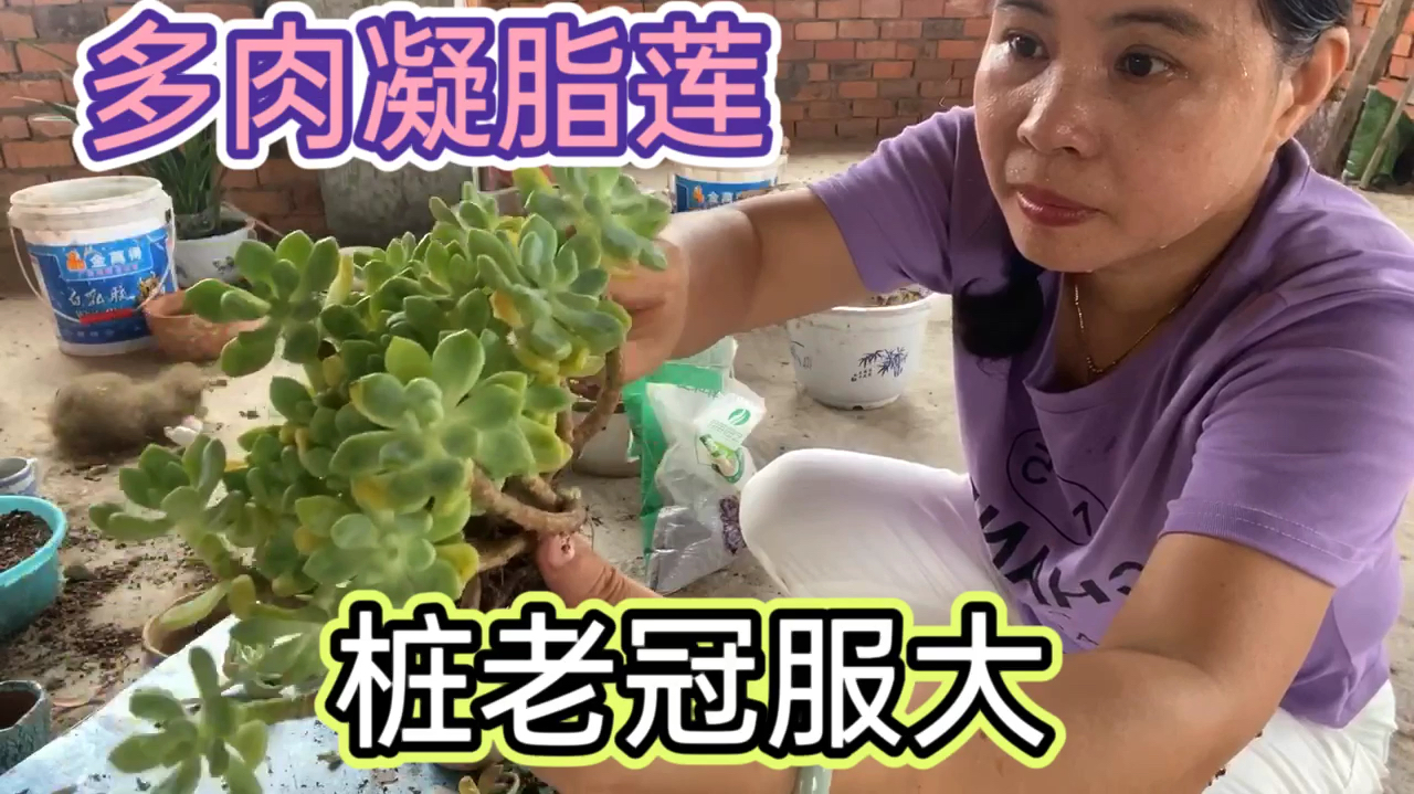 一颗老桩多肉凝脂莲种进盆子,桩老冠服大,大株多肉漂亮!
