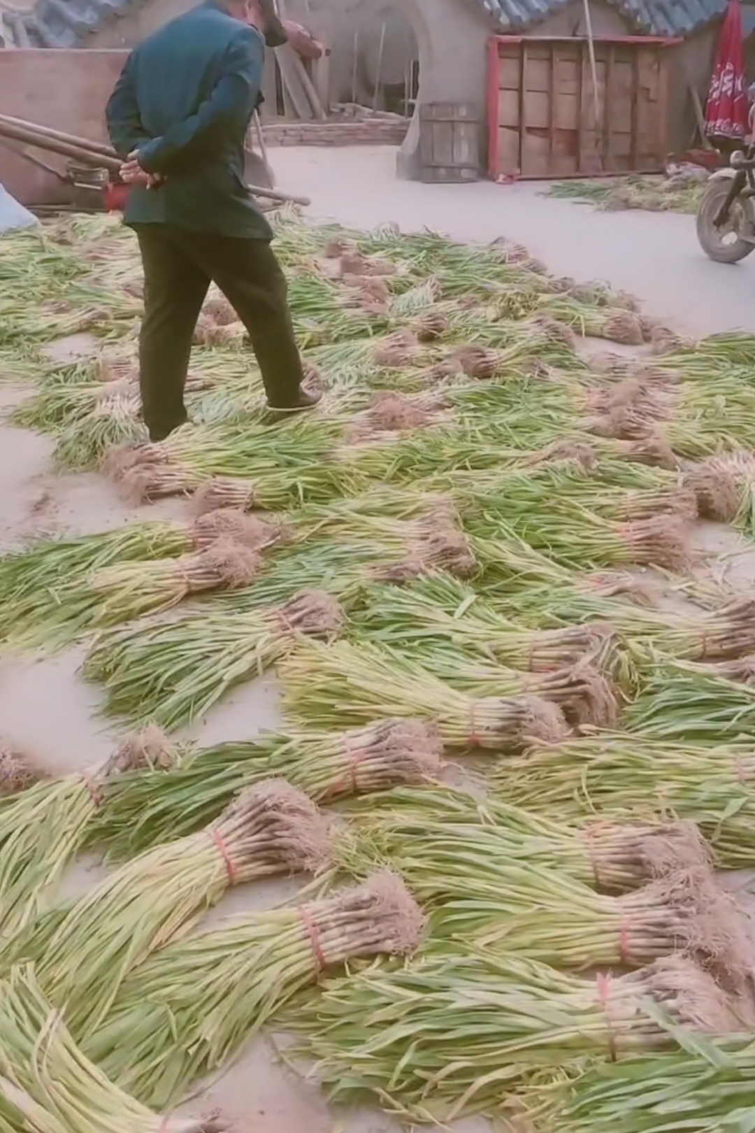 最关键问题是邻居正在剥蒜苗,每捆蒜苗剥开后都能从中间倒出来半斤