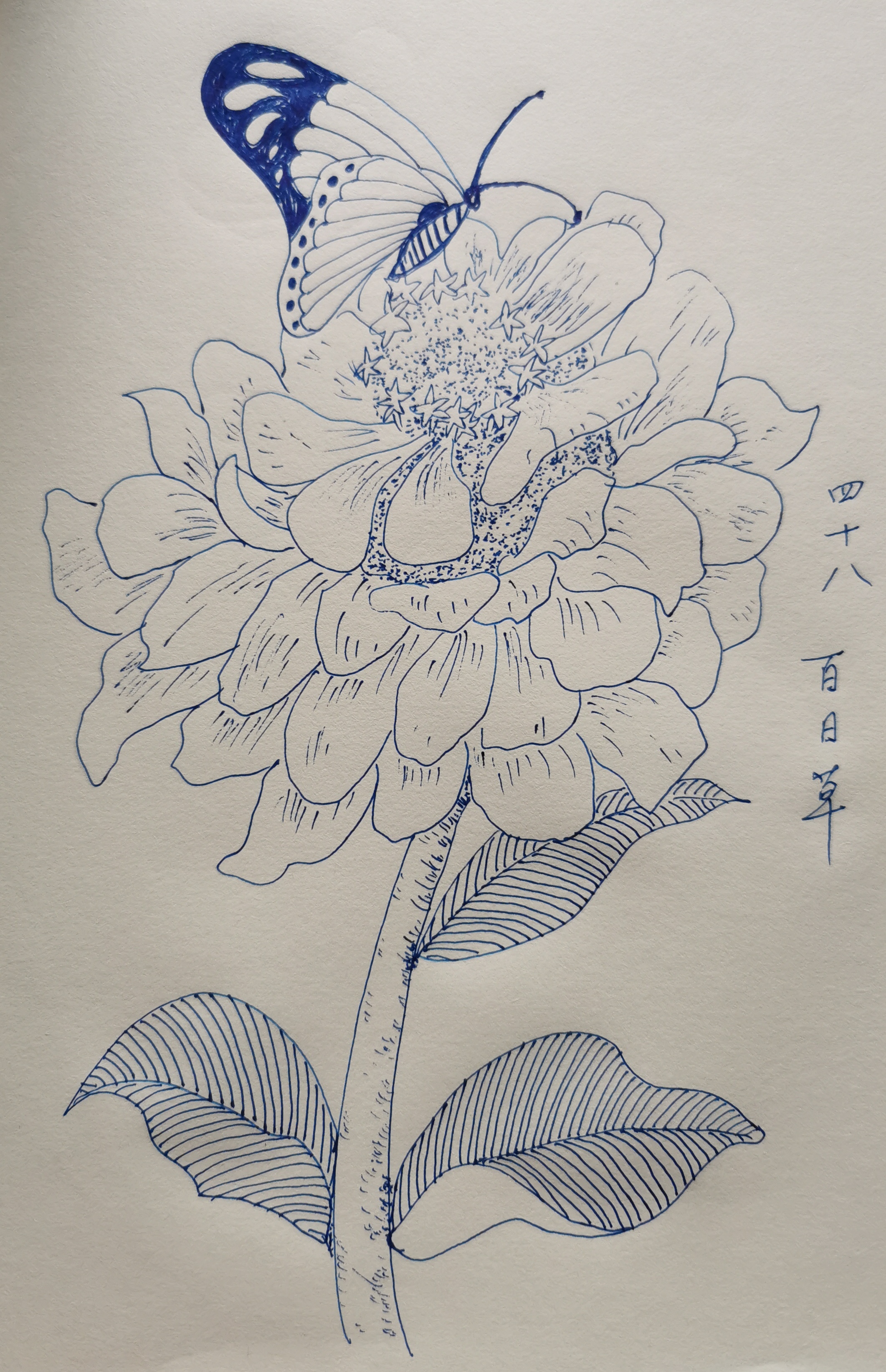 起名叫百日草,估计是因为花期非常长吧. 这种花很单纯,很漂亮.