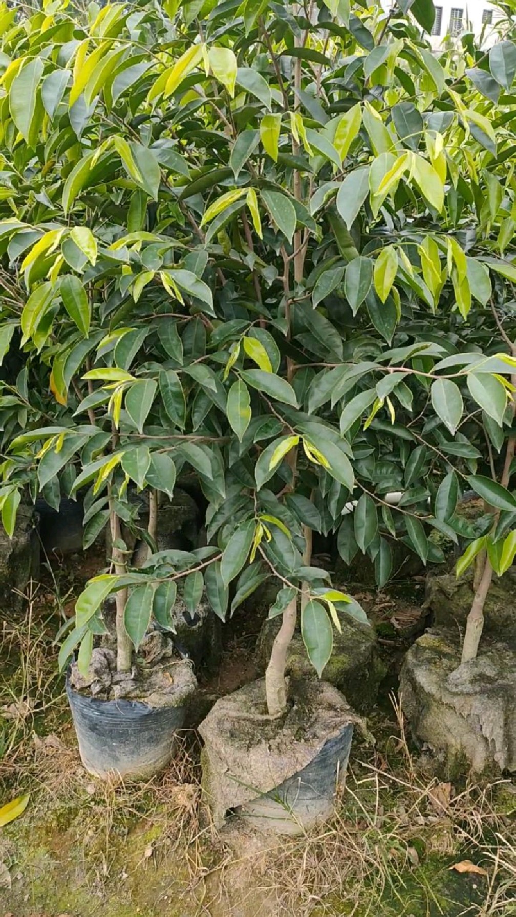 世上最名贵的植物,它就是奇楠沉香树