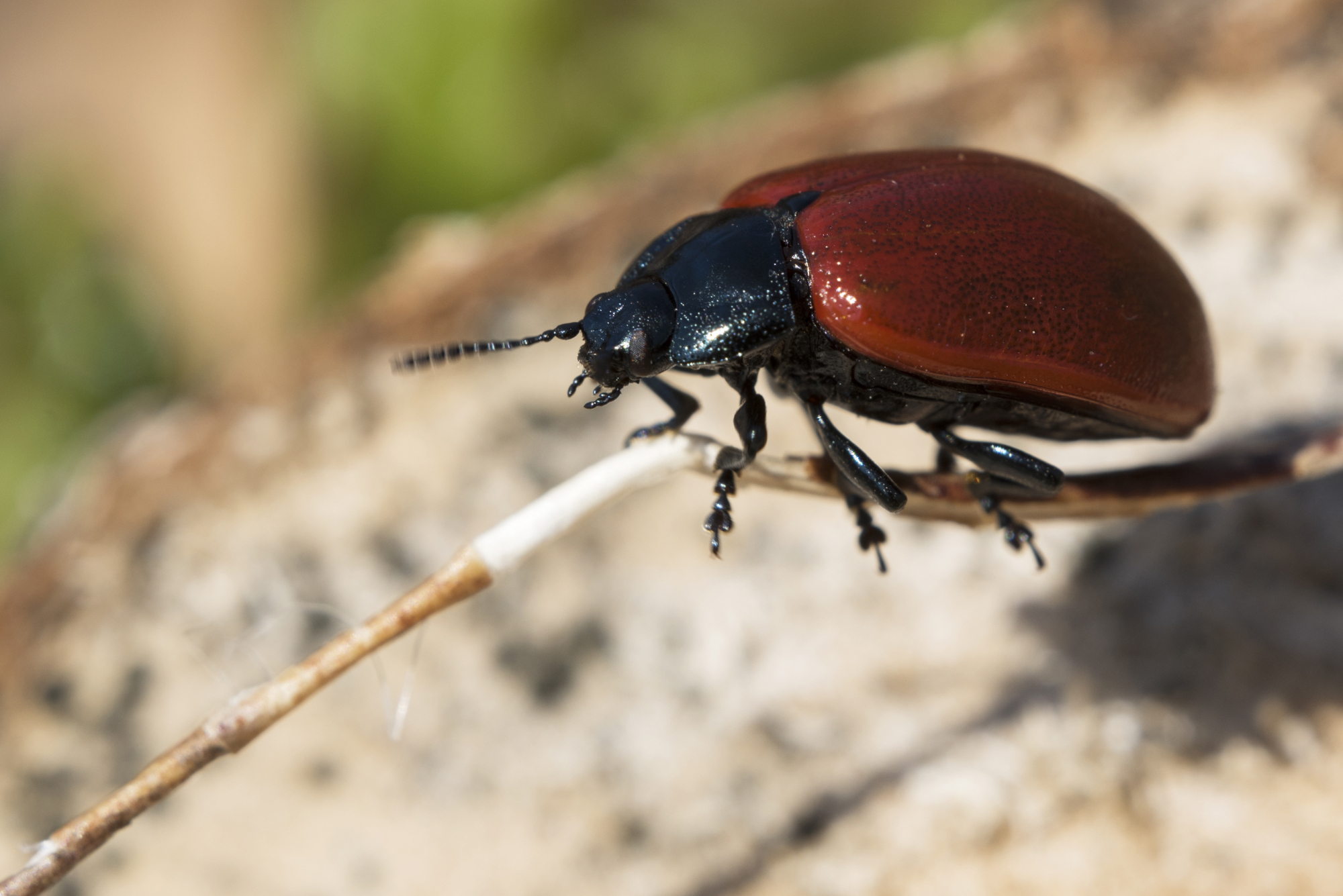 鞘翅目昆虫叶甲