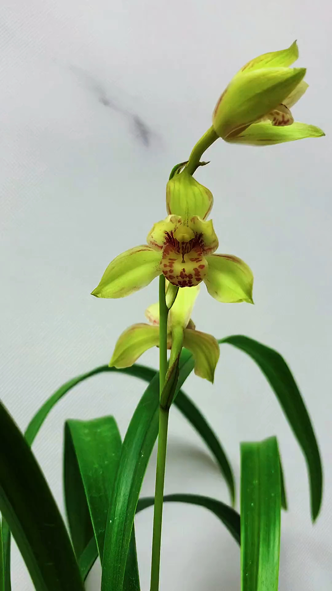 建兰经典黄花彩心鹤山彩荷