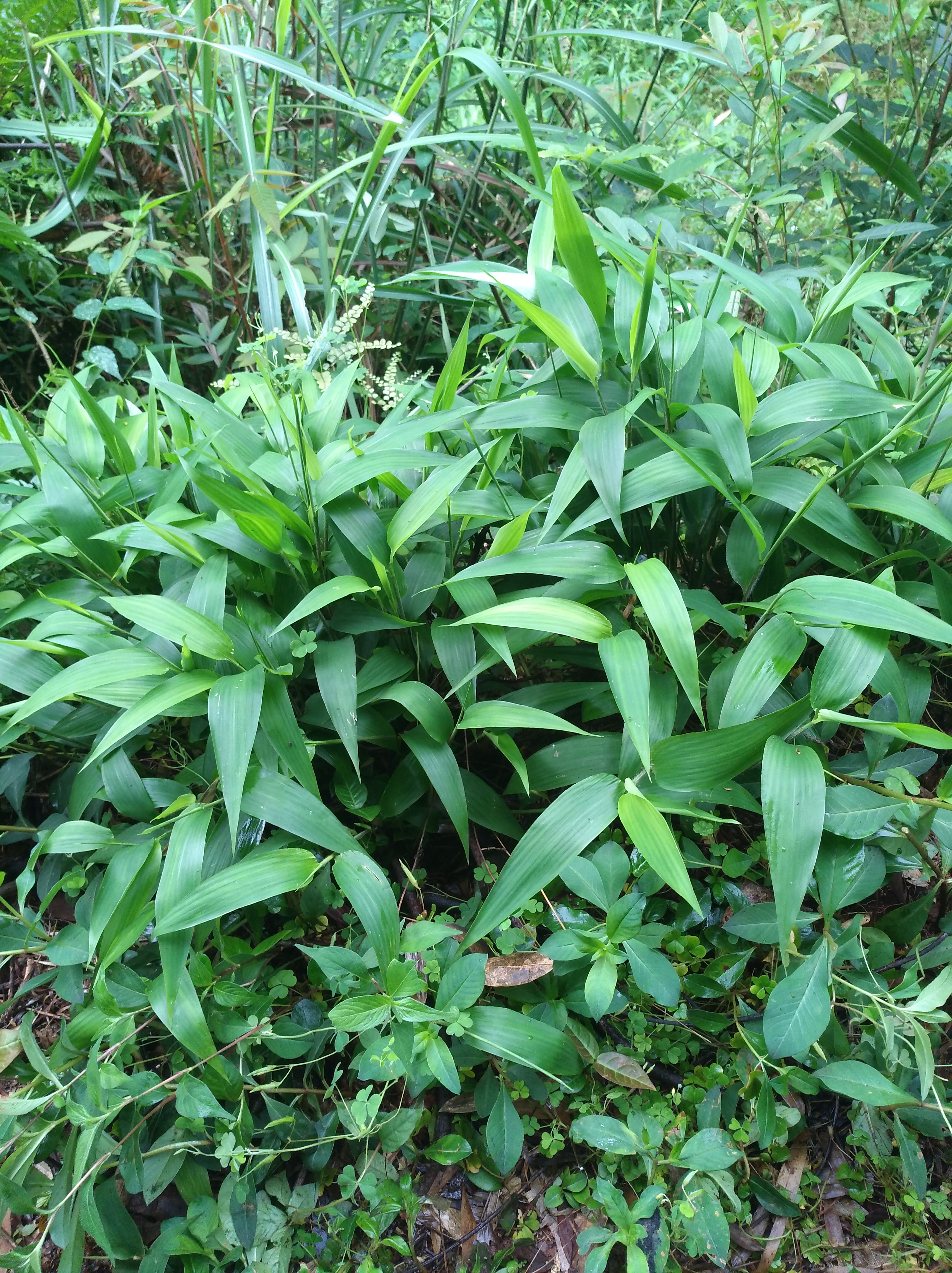 野生淡竹叶,生长旺盛有观赏性,可采挖当盆栽,还是中草药