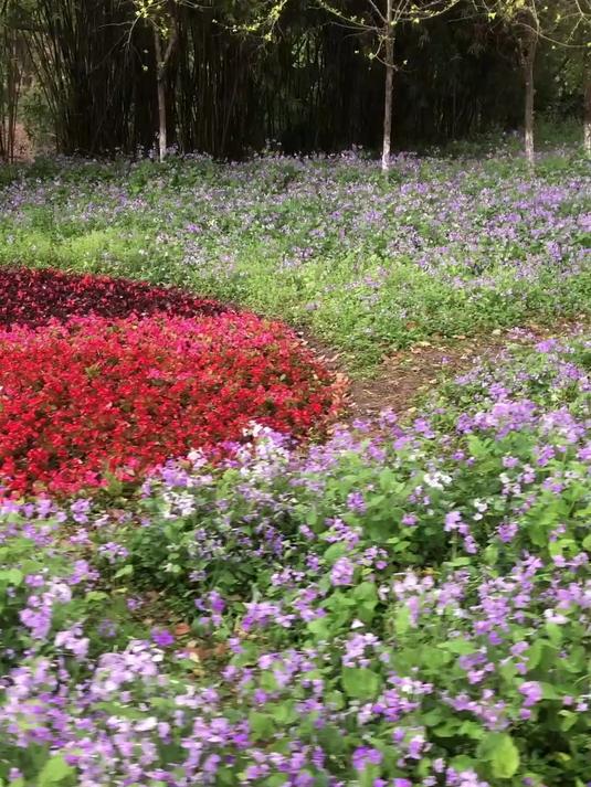 2025年杭州西溪湿地绿堤春天花丛,五颜六色,令人惊艳!