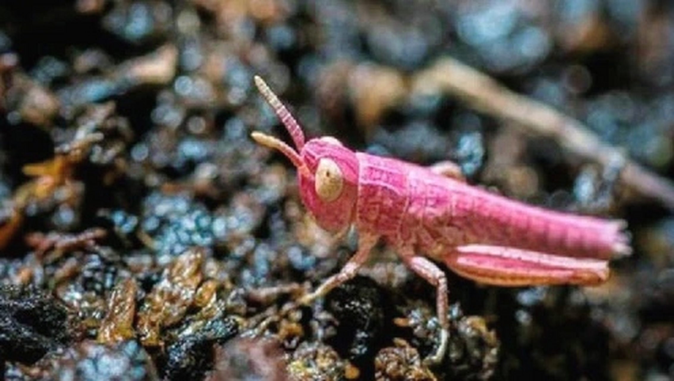 粉红色蚱蜢,停在绿叶上,视觉冲击强烈.#动物趣图